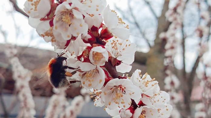 Цветет абрикос. Ермишь. 19.4.25