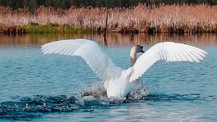 Лебедь. Ермишь.5.05.25_2