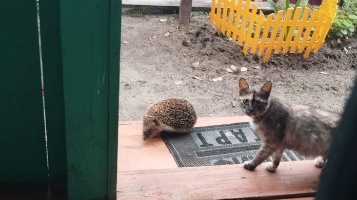 Еж и кот