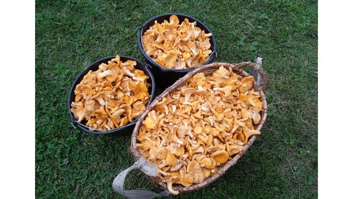 лисички .грибы. Ермишь. 24.07.2025