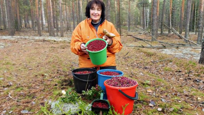 Брусника. ермишь. 19.08.2025