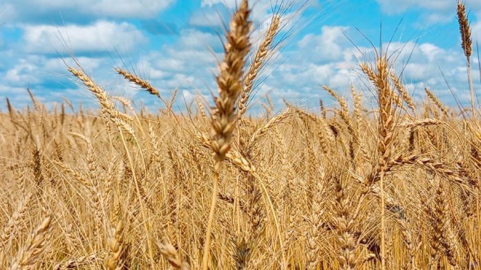 зерновые_Ермишь_01.08.2025