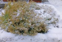 В Ермиши выпал первый снег