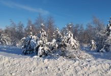 В селах Ермишинского округа столбики термометра опустились до 32 градусов мороза
