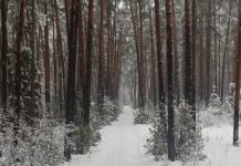 В Ермишинском округе лесные инспекторы проводят патрулирование