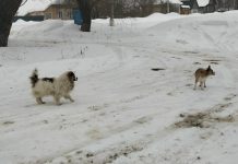 В Ермишинском округе отлавливают собак