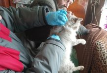 В Ермишинском округе с начала года вакцинировали более двухсот домашних животных