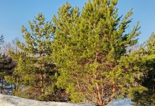 В Ермишинском округе началась подготовка к пожароопасному периоду