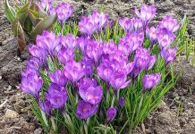 В Ермиши зацвели первоцветы