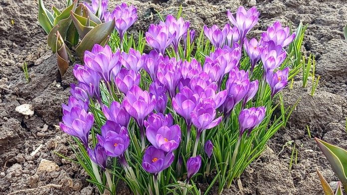 первоцветы крокусы. Ермишь.30.03.26