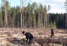 В Ермишинском лесничестве высадят 96 гектаров лесных культур