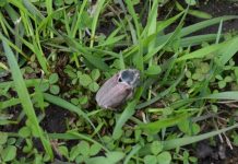 В Ермиши проснулись майские жуки