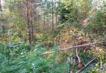 В Ермишинском лесничестве проводят работы по осветлению леса