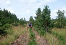 В Ермишинском округе в лесничестве продолжают уход за лесом
